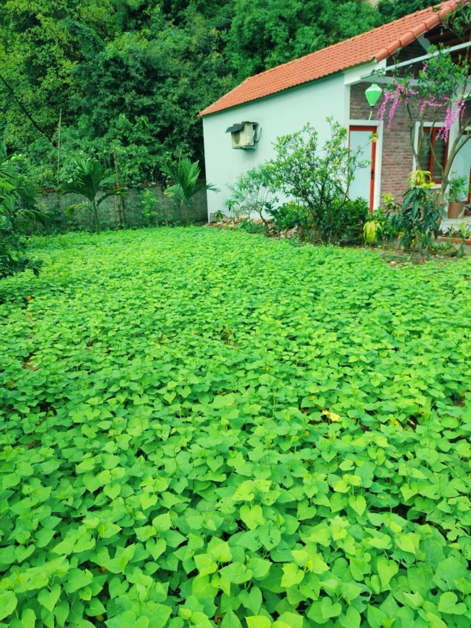 Trang An Natural Mountainside Homestay Ninh Binh Luaran gambar